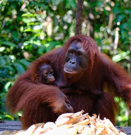 Orangutan con il suo piccolo
